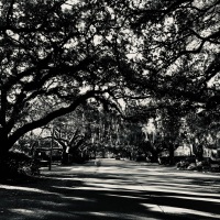 Preserving Historic Trees
